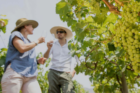 From Ica: Excursion to Wineries - Along the Pisco Route