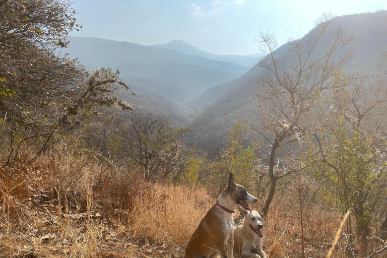 Rutas de senderismo ocultas con perros en los Montes de la Sierra Norte