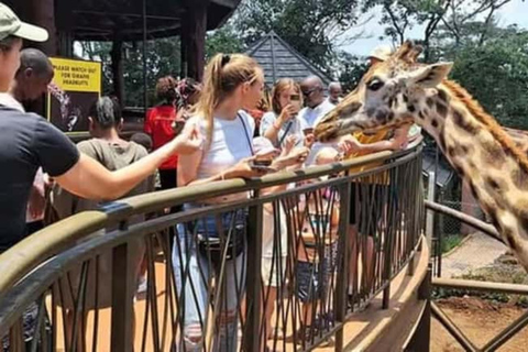 Nairobi: Giraffe Centre Visit and Giraffe Feeding Experience