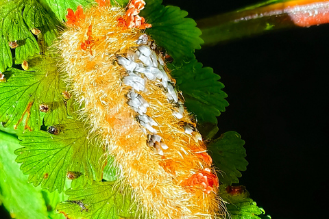 Monteverde: Night Tour with Night Vision Goggles