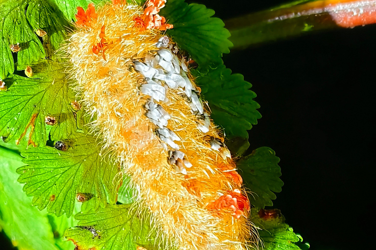 Monteverde: Night Tour with Night Vision Goggles
