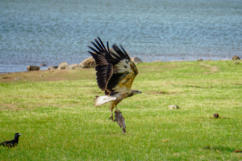Minneriya: Private Bird Photography Tour with Guide