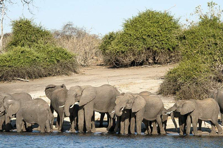 Extended Chobe Day Trip(6hours Game drive+3Hours SafariBoat) Extended Chobe Day Trip