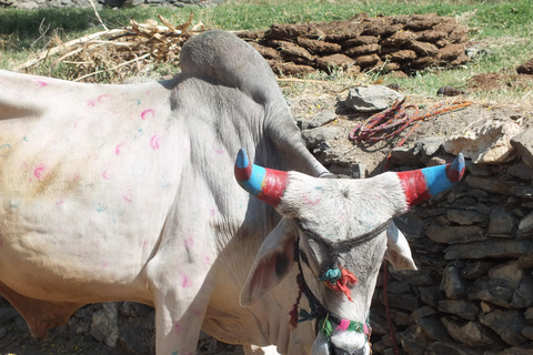 Jaipur: Stammesdörfer, Seen und Sanddünen Tagestour