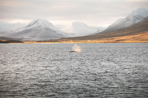 Whale Watching from Akureyri - Small Group Tour (Hjalteyri)