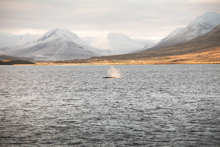 Whale Watching from Akureyri - Small Group Tour (Hjalteyri)