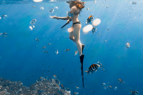 桑给巴尔：与海豚一起游泳，在珊瑚礁浮潜（以尊重的方式）桑给巴尔：与海豚同游，珊瑚浮潜（不含接送服务）