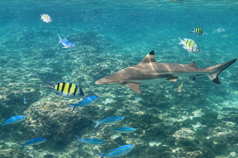 Phi Phi Islands: Shark Snorkeling Phi Phi Islands: PRIVATE VIP Shark Snorkeling - 4h