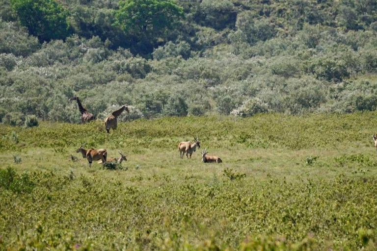 Kisumu: Lake Victoria Boat Ride, Birdwatching, & Hippos