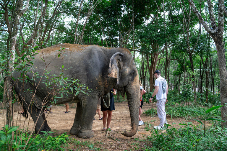 Khao Lak’s Best: Elephant Sanctuary,Rubber Tapping&Waterfall Khaolak Elephant Sanctuary Guided Tour with Hotel Transfers