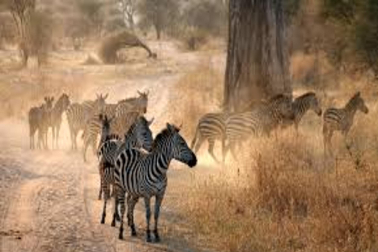 Arusha: Excursão de um dia ao Parque Nacional com Safari a Pé