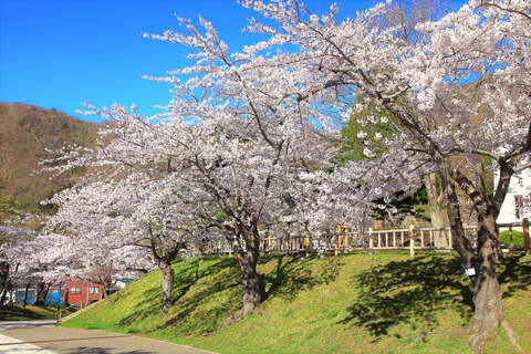 Hokkaido Hakodate 2D1N Cherry Blossoms Bus Tour from Sapporo 1 People / 1 Room