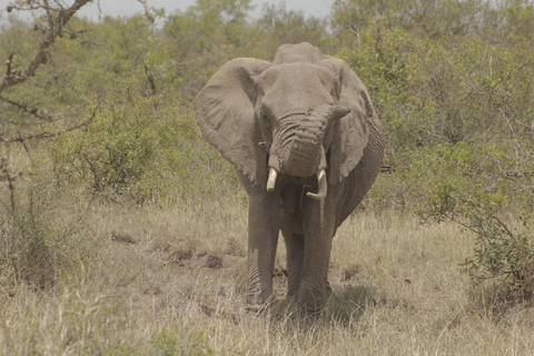 Nairobi: 3-Day Samburu National Reserve Safari Tour