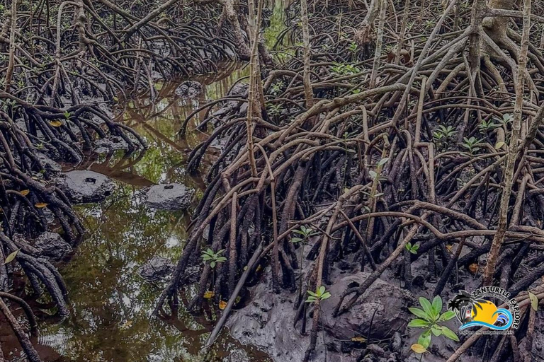 Zanzibar: Blå lagunen, sjöstjärnor och Jozani-skogenTransfer till hotell var som helst på Zanzibar