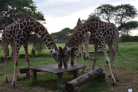 Nguuni Nature Sanctuary & Tamarind Dhow Dinner Cruise
