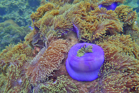 Journée complète de plongée en apnée en 7 points à Koh Lipe avec déjeuner