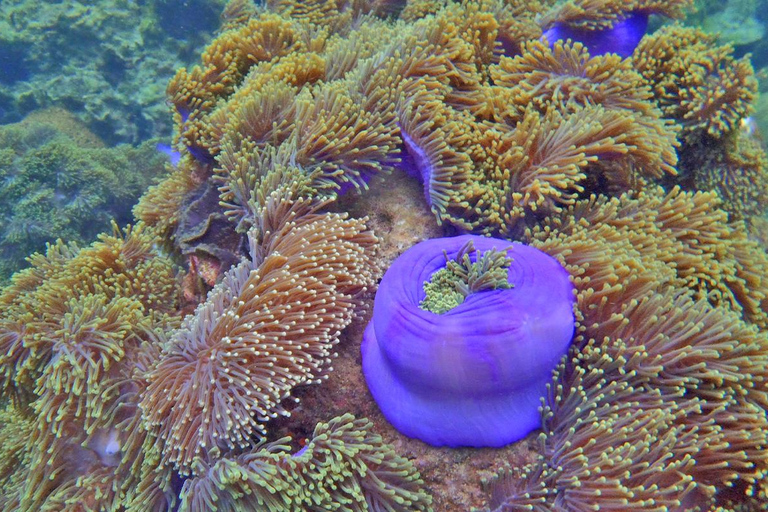 Journée complète de plongée en apnée en 7 points à Koh Lipe avec déjeuner