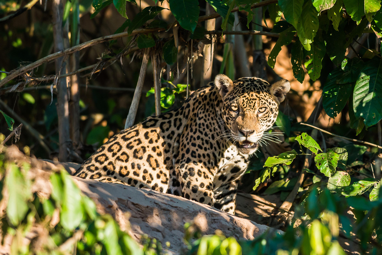 Manu Rainforest Escape - 3 dagar av Amazonas vilda djur