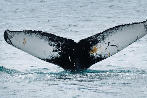 Ísafjörður: Westfjords Whale Watching Boat Tour