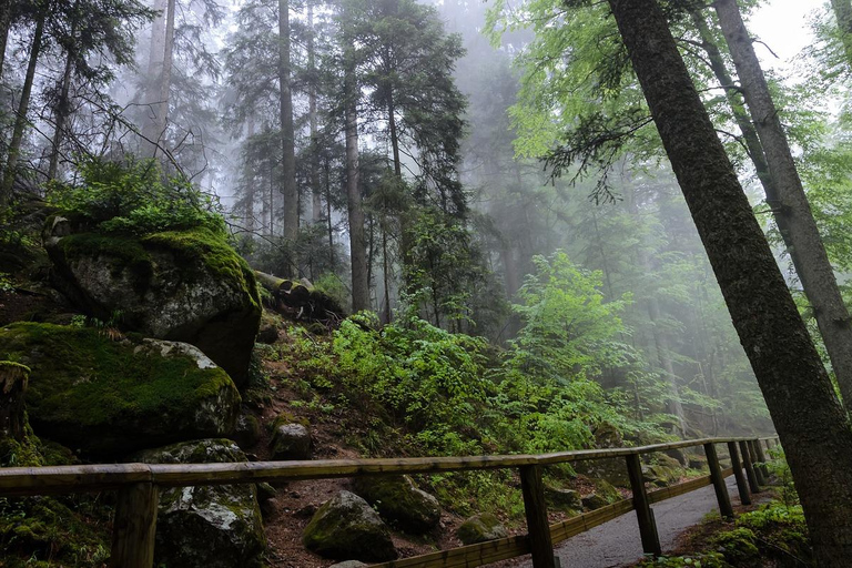 Zürich/Lucerne: Dagsutflykt till Rhenfallen, Titisee och Schwarzwald