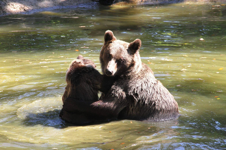 From Brasov: Bear Sanctuary & Slanic Salt Mine + Tickets Slănic Salt Mine Only
