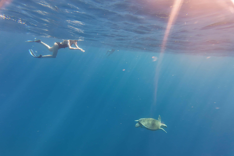 Coron: Dugong and Sea Turtle Watching with Lunch