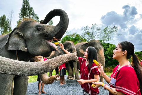 Phuket : Beleef het voeren en baden van olifanten