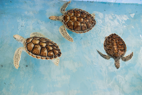 Galle: Madu River Boat Safari & Turtle Visit Experience Pickup From Galle/Matara/Hiriketiya/Ahangama/ Hikkaduwa Area