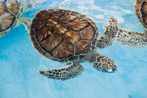 Galle: Madu River Boat Safari & Turtle Visit Experience Pickup From Colombo / Negombo Area