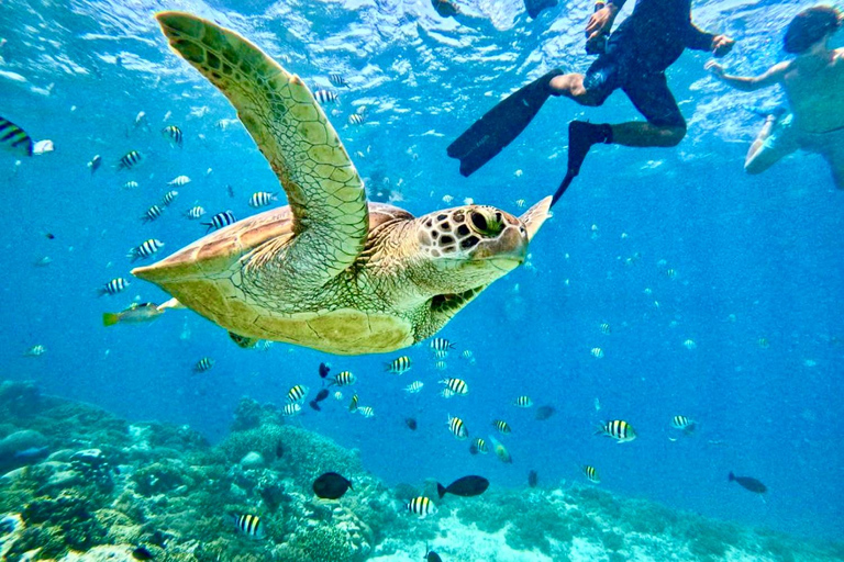 Private Snorkeling Tour Gili Trawangan,Gili Meno,Gili Air Start From: Senggigi,Mangsit,Mataram,Sira,Tanjung,Medana