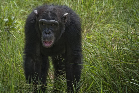 5 dagars safari med vilda djur i Samburu, Ol-Pejeta och Aberdares