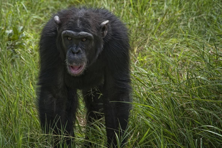 5 giorni di safari nella natura di Samburu, Ol-Pejeta e Aberdares