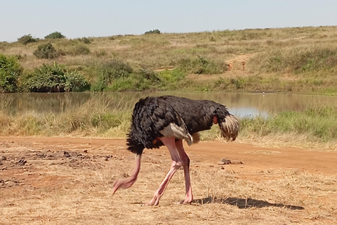 Dagsutflykt till Lake Nakuru National Park från Nairobi