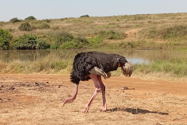 Escursione di un giorno al Parco Nazionale del Lago Nakuru da Nairobi