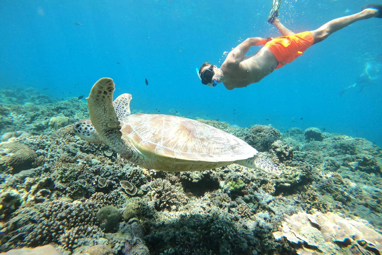 Gili Air : Snorkelen zwemmen met schildpad &amp; standbeeld