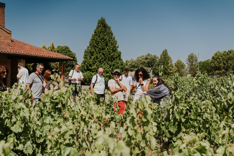 Logroño: guided tour + tasting of 3 wines at Viña Ijalba Logroño: Guided tour + tasting of 3 wines at Viña Ijalba
