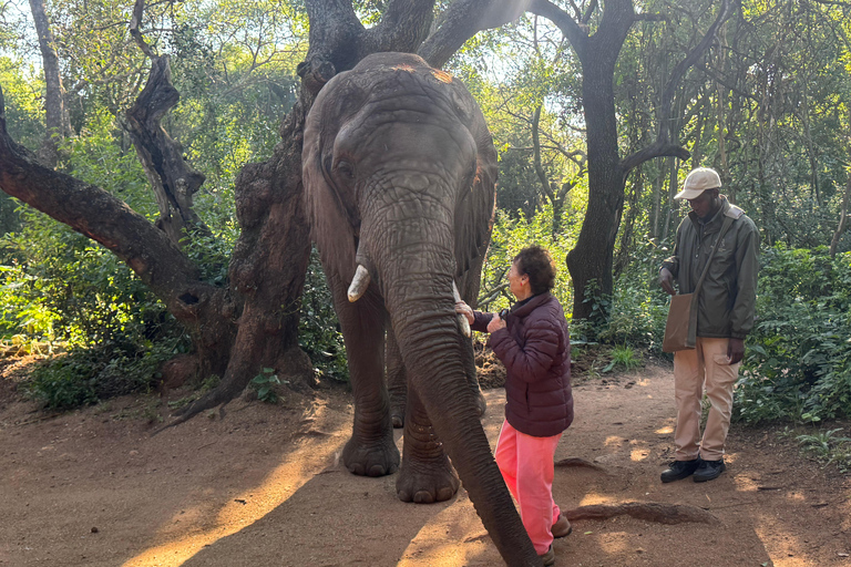 Vanuit Johannesburg: Dagtrip olifanten- en apenopvangcentrum