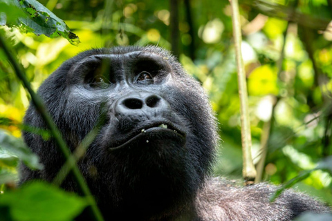 3 Day Gorilla Trekking Uganda Experience