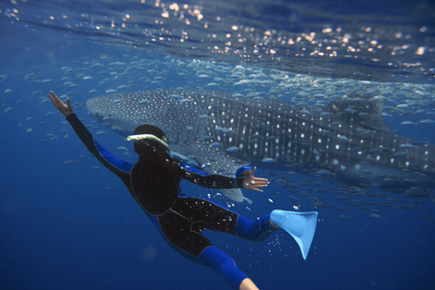 Swim with Whale Sharks in La Paz