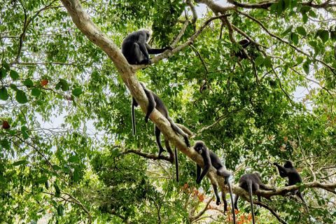 Koh Samui: Mu Ko Ang Thong Park Cruise with Kayaking Option With Kayaking