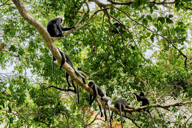 Koh Samui: Mu Ko Ang Thong Park Cruise with Kayaking Option With Kayaking