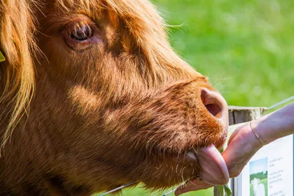 Isle of Arran: Farm Experience Entry Ticket