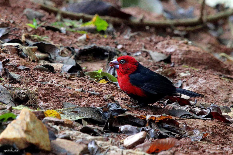 Day tour to Kakamega Rainforest from Kisumu