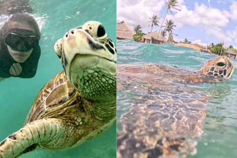 Mirissa, Sri Lanka: Guided Eco Turtle Snorkel & GoPro Videos