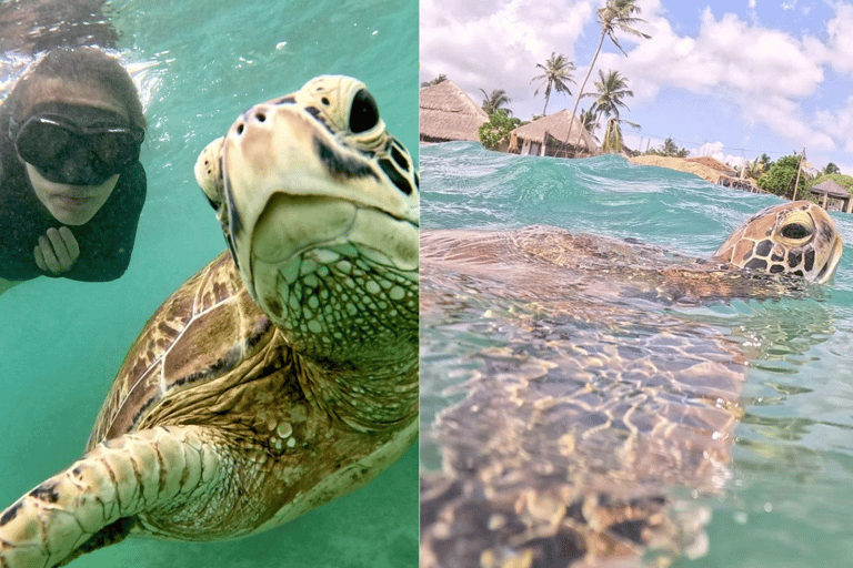Mirissa, Sri Lanka: Guided Eco Turtle Snorkel & GoPro Videos