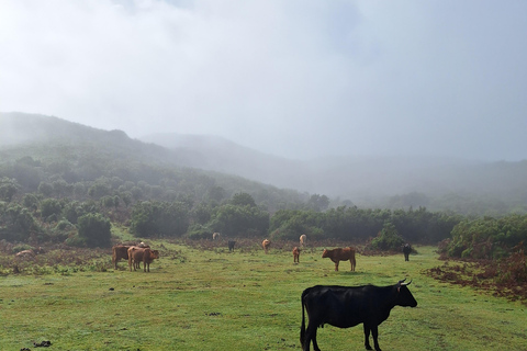 From Funchal: Private Full Day West Tour