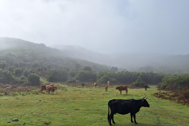 From Funchal: Private Full Day West Tour