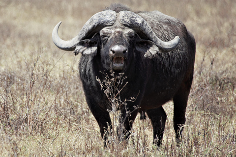 Arusha: 3-Day Safari to Tarangire, Ngorongoro, and Manyara