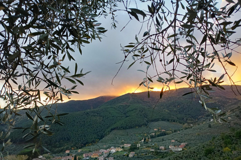 Pisa: Pisan Mountains Dwarf Sheep and Olive Oil Tour