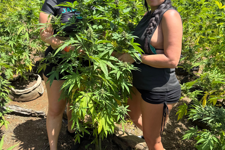 Negril: 7 Mile Beach, Weed Farm, and Rick's Cafe Tour